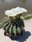 Preview: Acanthocalycium klimpelianum